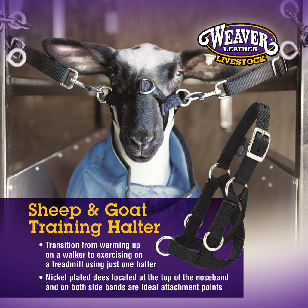 Training Halter Sheep and Goat